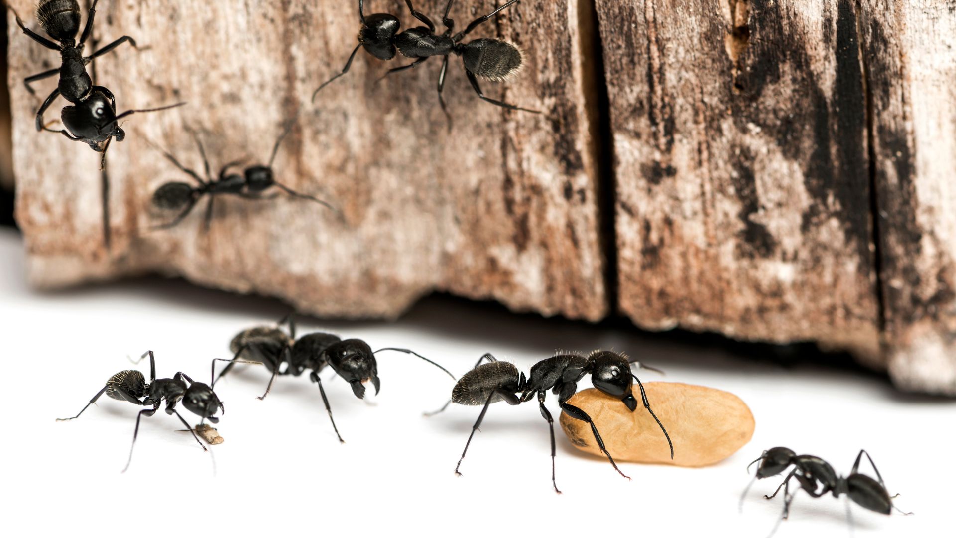 Désinsectisation toulon fourmis